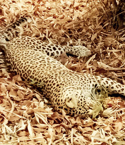 Alarming rise in leopard deaths spotted in Maharashtra this year