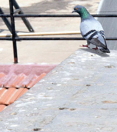 ‘Pigeon poop causes 60 diseases’