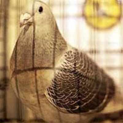 Lost British racing pigeon turns up in Panama
