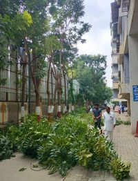 BJP MLA demands PCMC policy for tree trimming in private societies, officials flag challenges