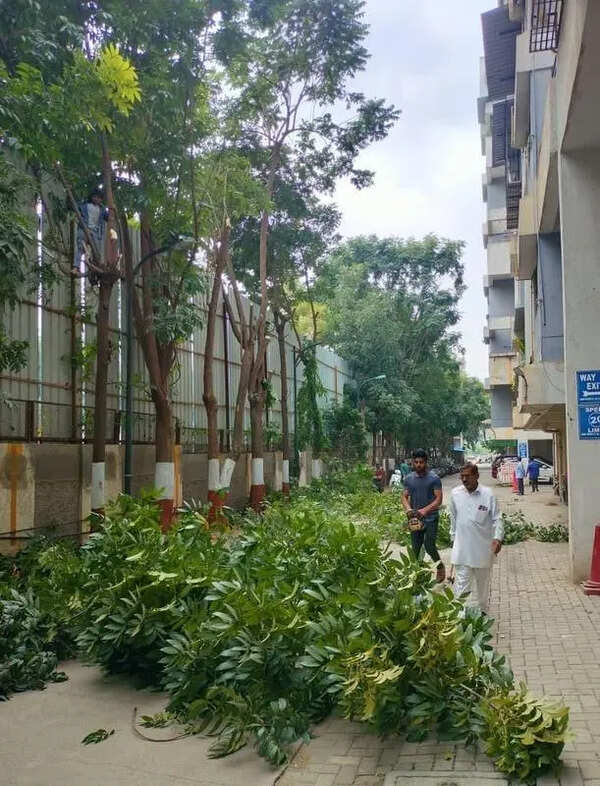 BJP MLA demands PCMC policy for tree trimming in private societies, officials flag challenges