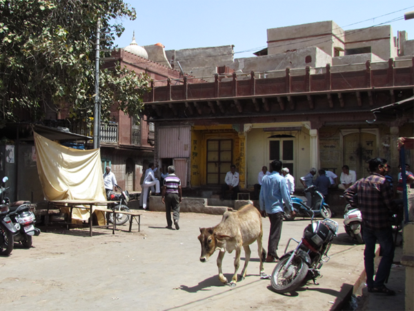 In Rajasthan’s Phalodi, you can bet on anything, from polls to rain