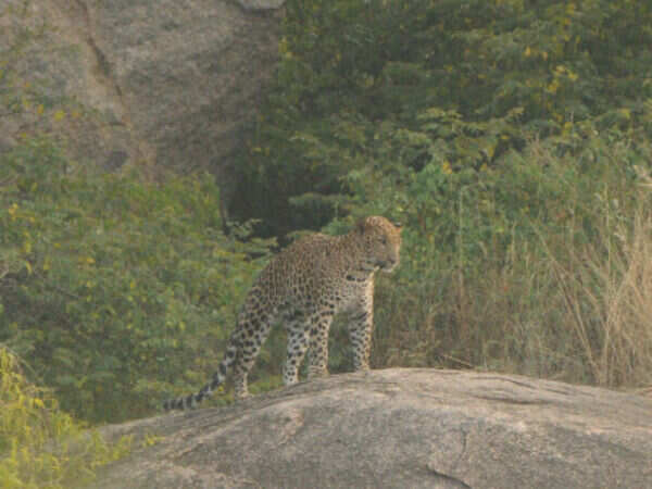 Leopard takes up residence in Delhi biopark