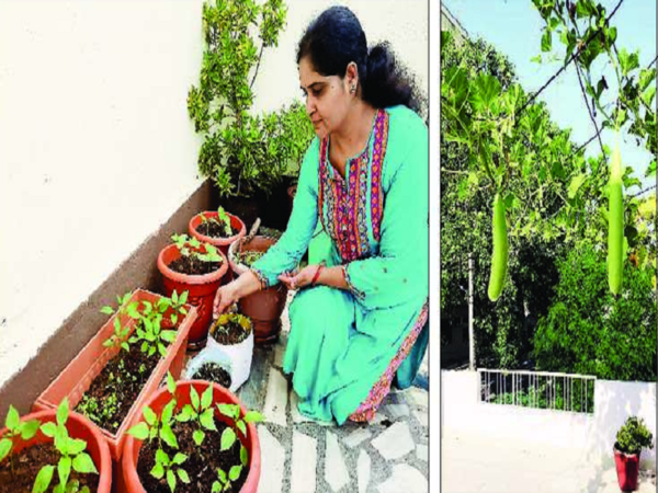 Udaipurites turn terrace into farm, harvest veggies to meet daily needs