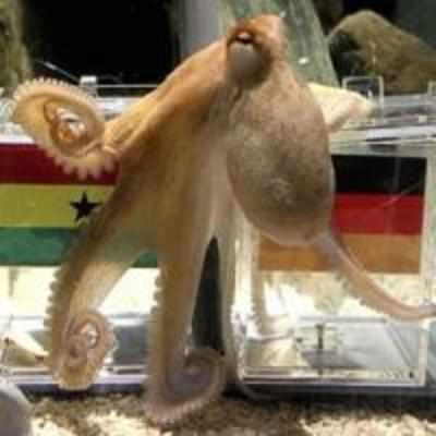 Paul the psychic octopus has died