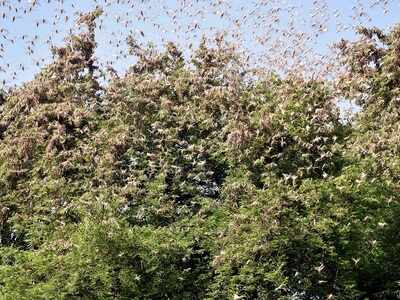 Swarms of locusts now enter Maharashtra's Bhandara district