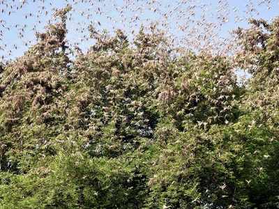 Telangana ready with mechanism to kill locust swarms at borders