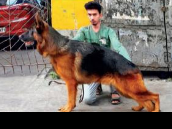 Kolkata traffic police: Want to take your pet to the vet? Prescription will help at nakas
