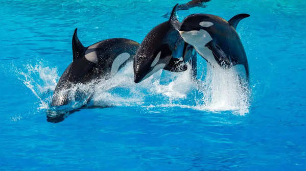 Orcas