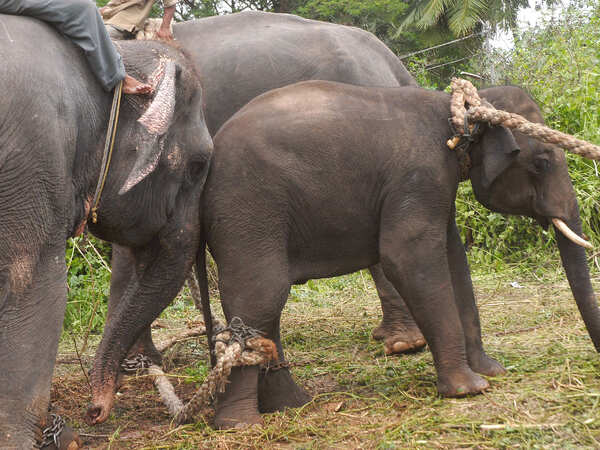 Villagers refuse to give up in tusker’s final hours
