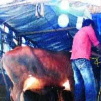 33 cows rescued from slaughter house in city