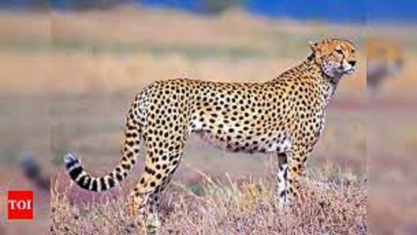 Plan to set up 2 soft-release centres for cheetals in PTR