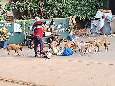 CR staff take 120 stray dogs, cats under their wing