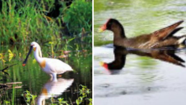 Gujarat: These new avian hotspots will make hearts flutter