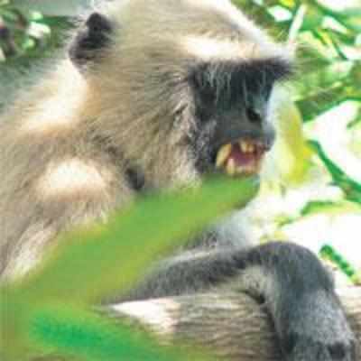 Aila-hit langur takes judge's seat in courtroom