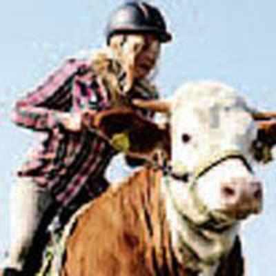 Bovine show as teen teaches cow to showjump