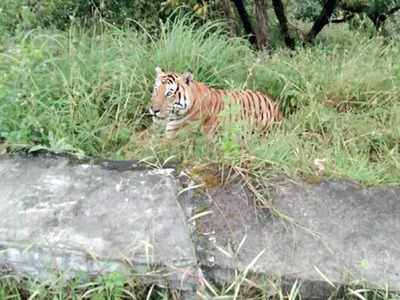 ‘Step out of the office, stay in forests’