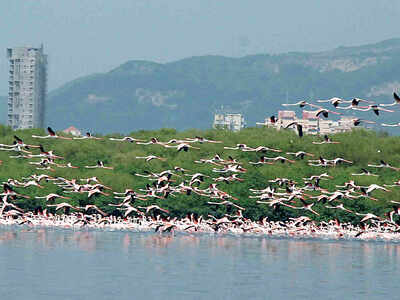 Conservation cell proposes wall around mangroves