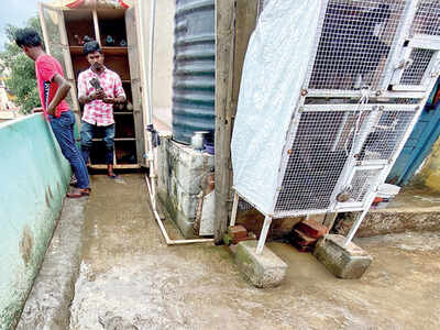 Shantinagar’s peace stirred by cockfights, pigeon racing