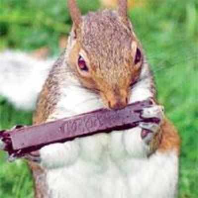 Snack-happy squirrel takes a KitKat break
