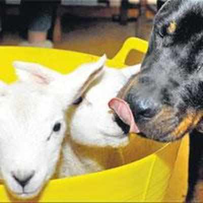 New-born lambs' Rottweiler '˜mum'