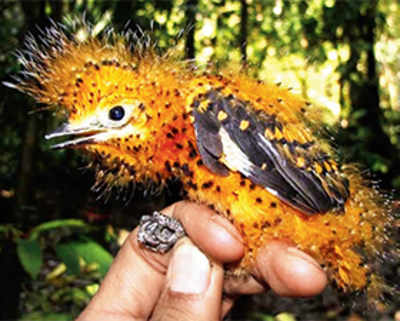 Bird mimics toxic caterpillar to avoid being eaten
