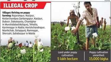 Sea of poppies, hotbed of violence