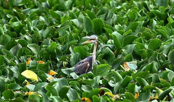 Kolhapur collector sets 8-day deadline to remove hyacinth from Panchaganga