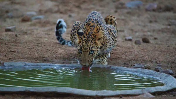 What’s it like to visit Jhalana Leopard Safari Park in Rajasthan?