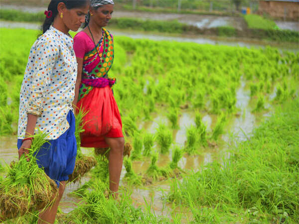 Floods dampen kharif outlook, but plentiful stocks to prevent shortfall