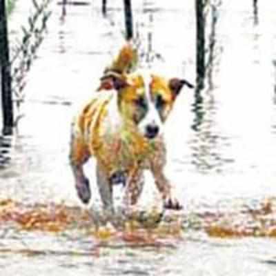 Dog swims 4 km to nurse puppies