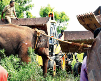 Wild elephant tramples four to death in TN