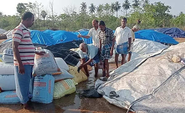 Paddy ready for procurement soaks in rain near Trichy