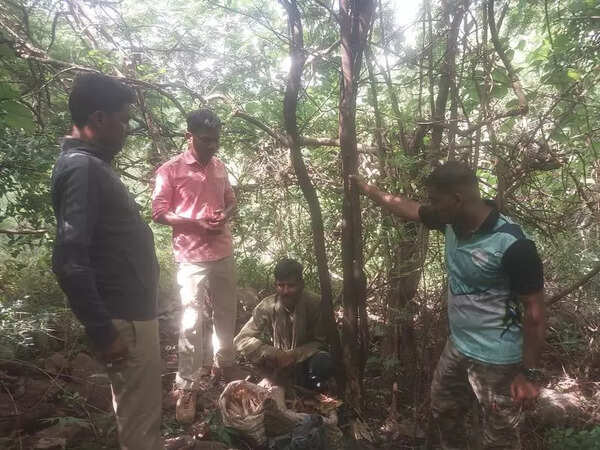 Sandur smugglers take ‘Pushpa’ route to ship out sandalwood