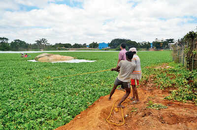 Residents find innovative ways to save their lakes