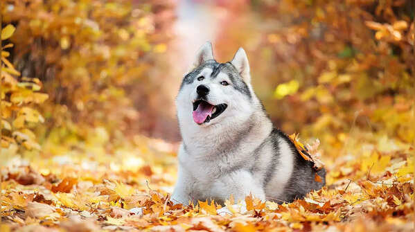 5 most important things to know before getting Husky as a pet dog