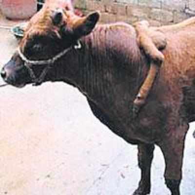 Six-legged bull in demand