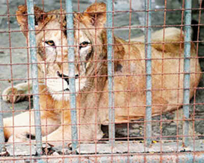 Jimmy, Byculla Zoo’s last big cat, dies at 16