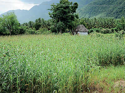 Millets gain currency