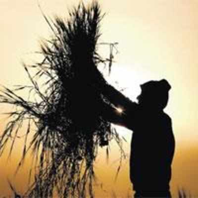Food prices to remain high: UN body