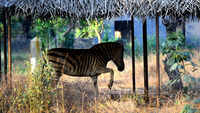 Chennai: Vandalur zoo ensures animals stay cool in summer 