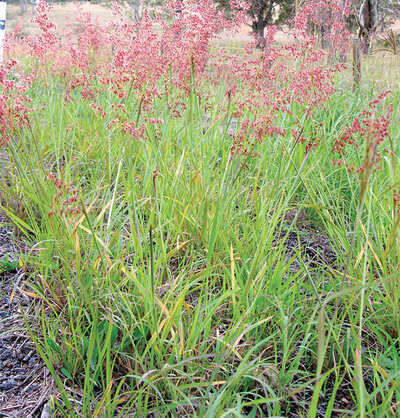 The greenskeeper: Natal grass