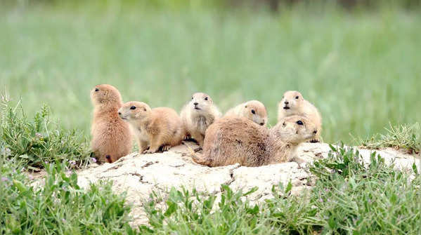 Prairie Dogs