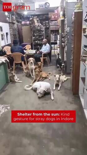 Indore Shopkeeper Shelters Stray Dogs