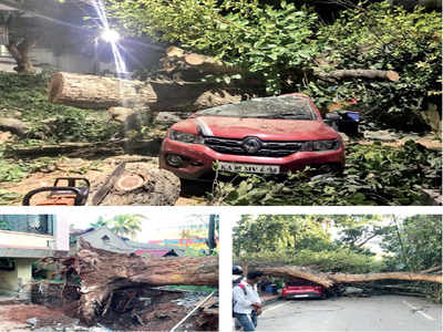 Malleswaram Mirror Special: Tree down
