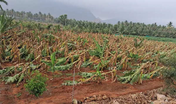 Hailstorm makes a ‘clean sweep’ of farmlands in Coimbatore, Erode, and The Nilgiris