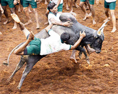 TN govt moves SC to lift ban on bull sports
