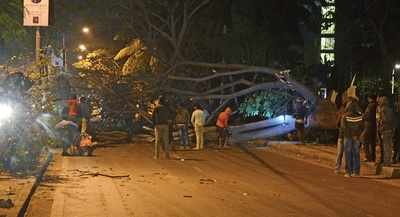 Rain tree that took tens of years to grow into massive green umbrella, gone in 30 minutes