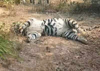 Tiger found dead in Chhattisgarh, poaching suspected