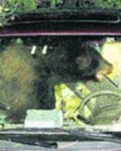 Stray bear starts empty car, crashes it